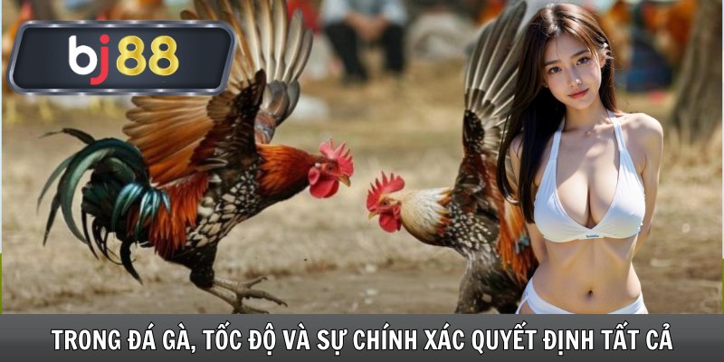 Trong đá gà, tốc độ và sự chính xác quyết định tất cả