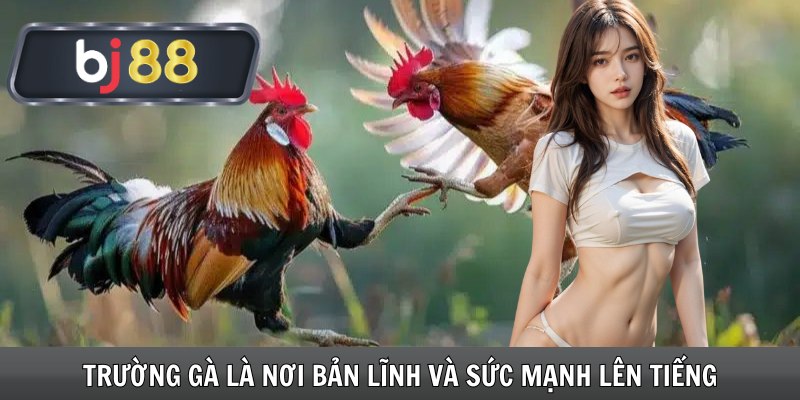 Trường gà là nơi bản lĩnh và sức mạnh lên tiếng